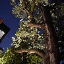 Landscape-Lighting-Repair-Upgrade-in-Ahuntsic-Montreal 5